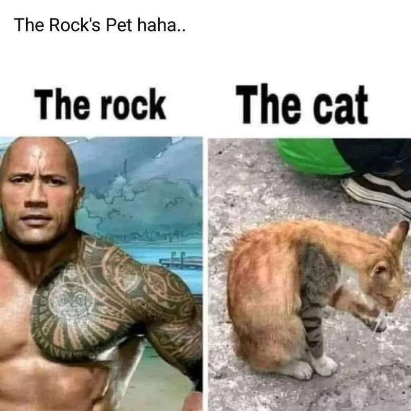 Thú cưng Meme The Rock