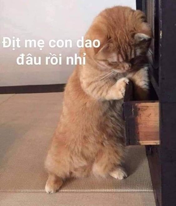 meme mèo hài hước cầm dao