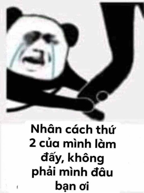 meme gấu trúc cầu xin