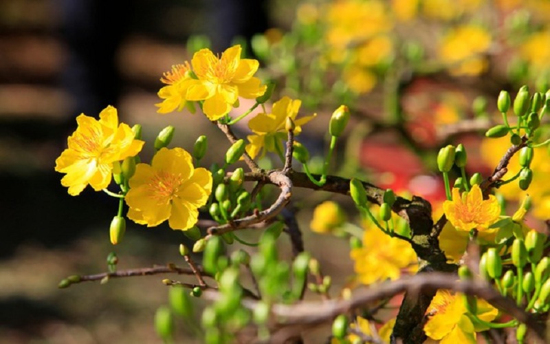 Bài thơ về hoa mai