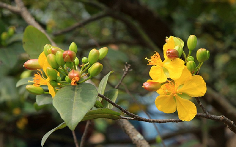 Thơ về hoa mai vàng