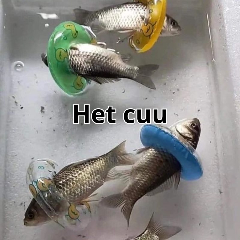 các meme đều hài hước