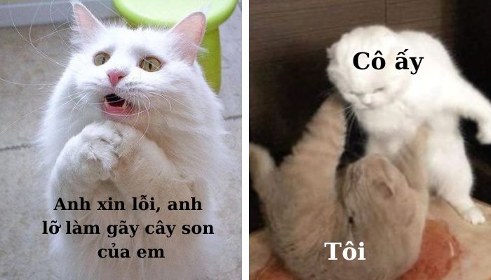 Meme Tôi xin lỗi