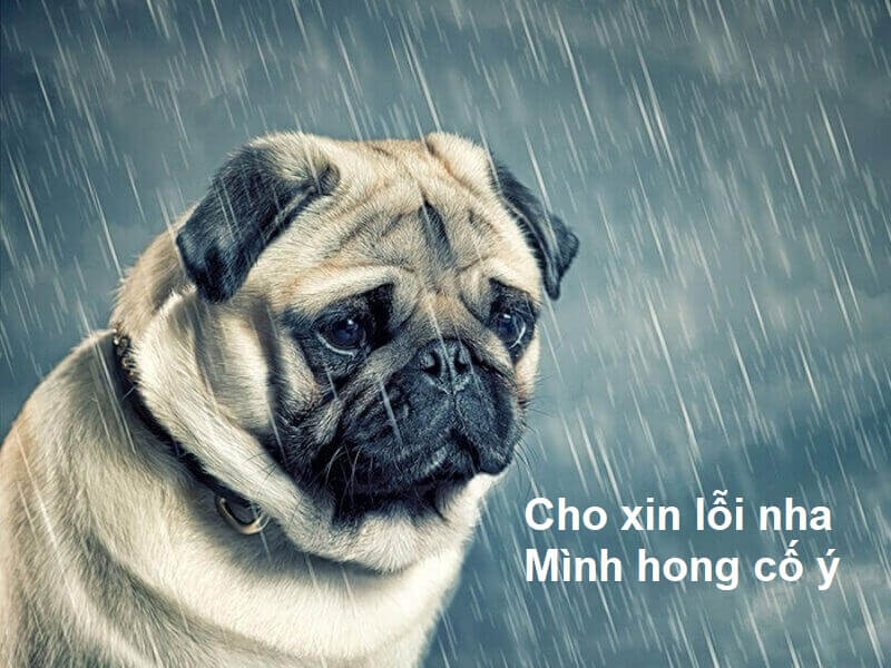 meme xin lỗi dễ thương