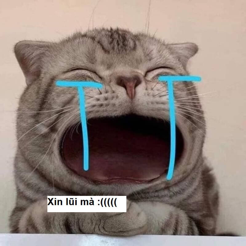 Meme xin lỗi