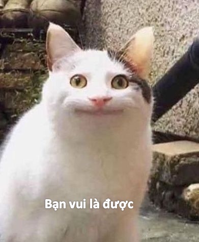 Meme mèo bất lực