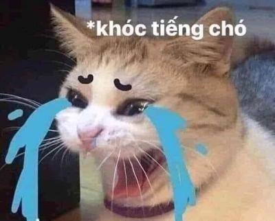 Meme mèo khóc hài hước