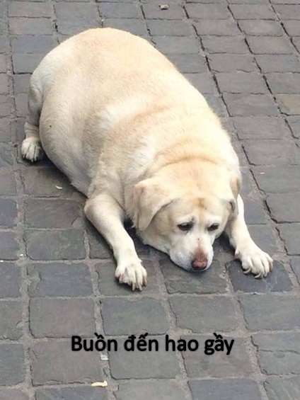 Hình ảnh meme buồn