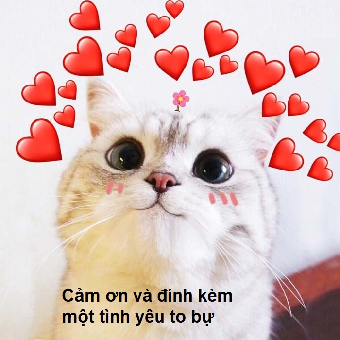 Meme cảm ơn dễ thương