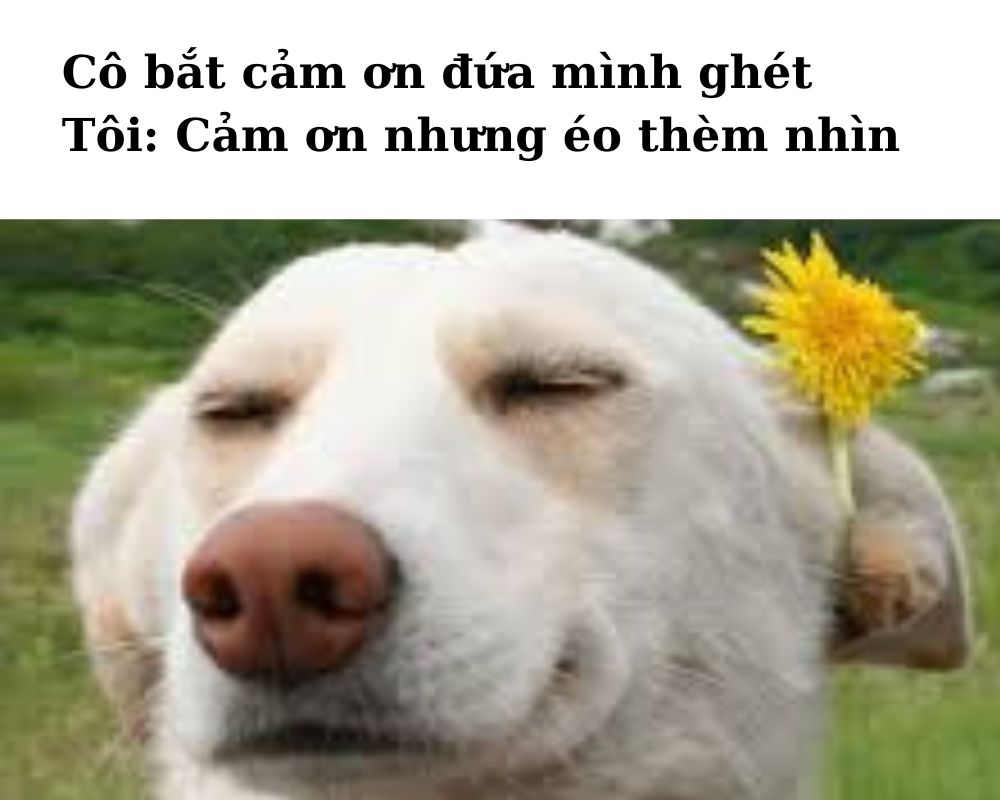 Meme cảm ơn nhưng đừng nhìn nữa