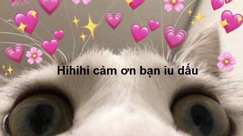 Meme cảm ơn tình yêu của tôi