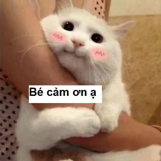 Meme em yêu cảm ơn em