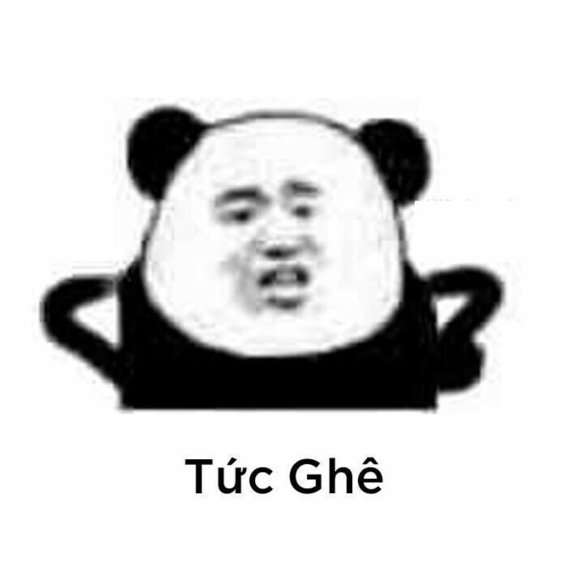 meme gấu trúc tức giận