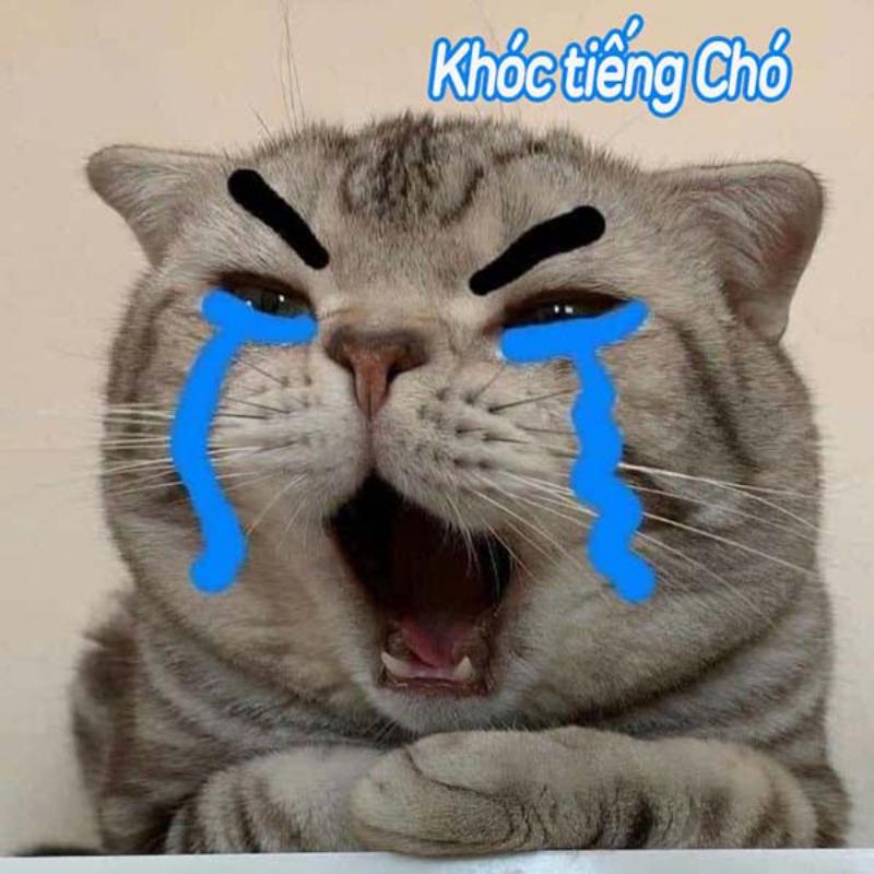 meme mèo tức giận độc đáo