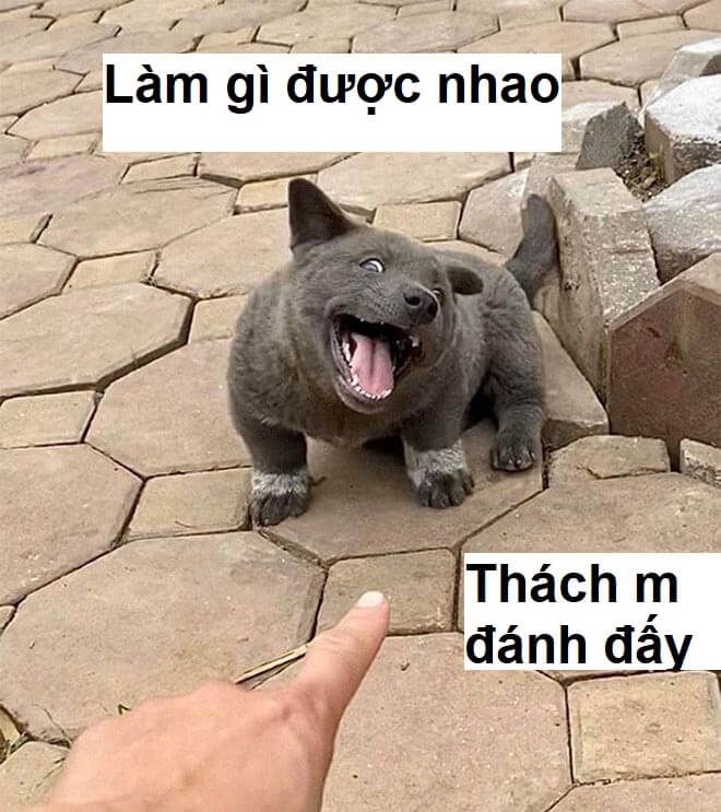 Meme vui nhộn