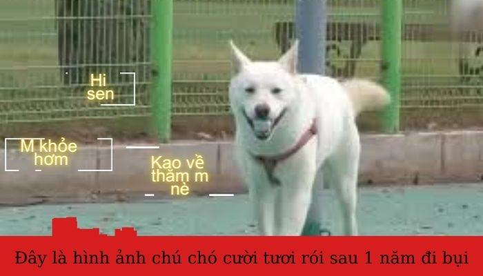 Meme về một chú chó đang đi trong bụi rậm và mỉm cười rạng rỡ