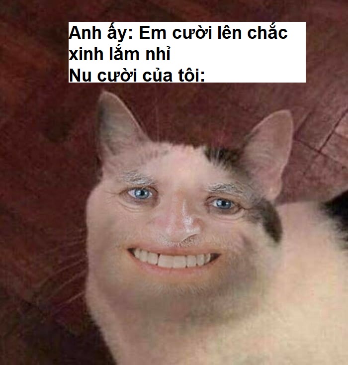 Meme mèo cười vui nhộn