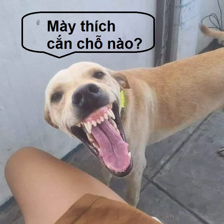 Meme chó cười toe toét