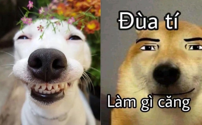 meme chú chó dễ thương