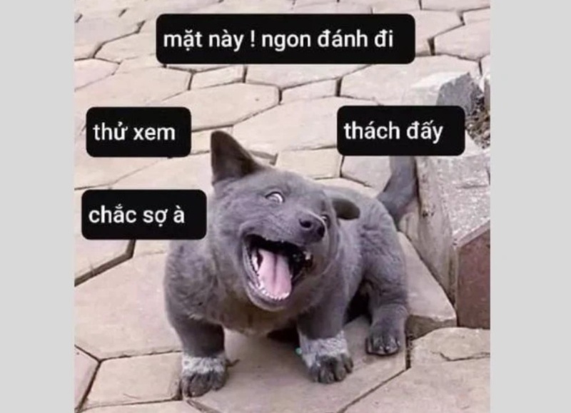 meme chú chó cười đẹp