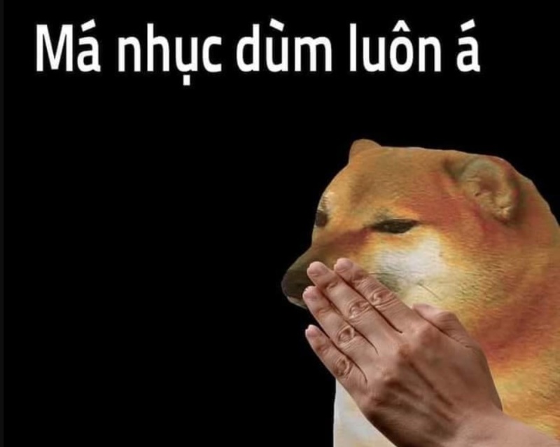 meme chó hài hước