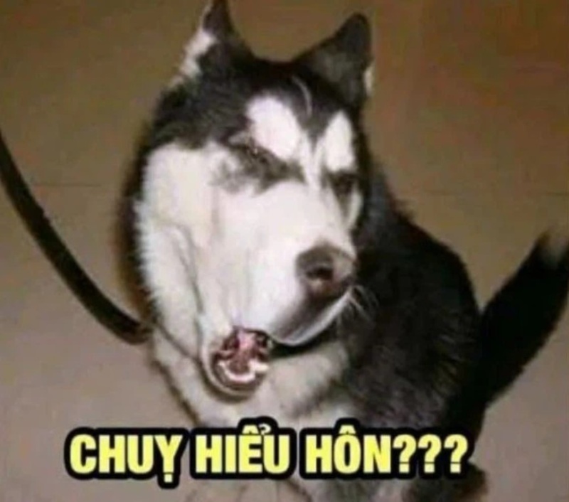 meme mặt chó