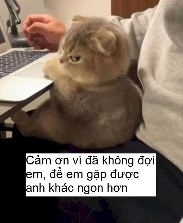 Cảm ơn vì đã không đợi tôi