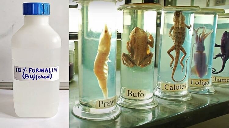 formalin-sử dụng-of-formalin