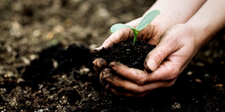 Ưu điểm của phân hữu cơ vi sinh