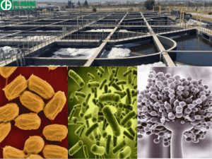 Hình ảnh một số vi sinh vật sử dụng trong xử lý nước thải