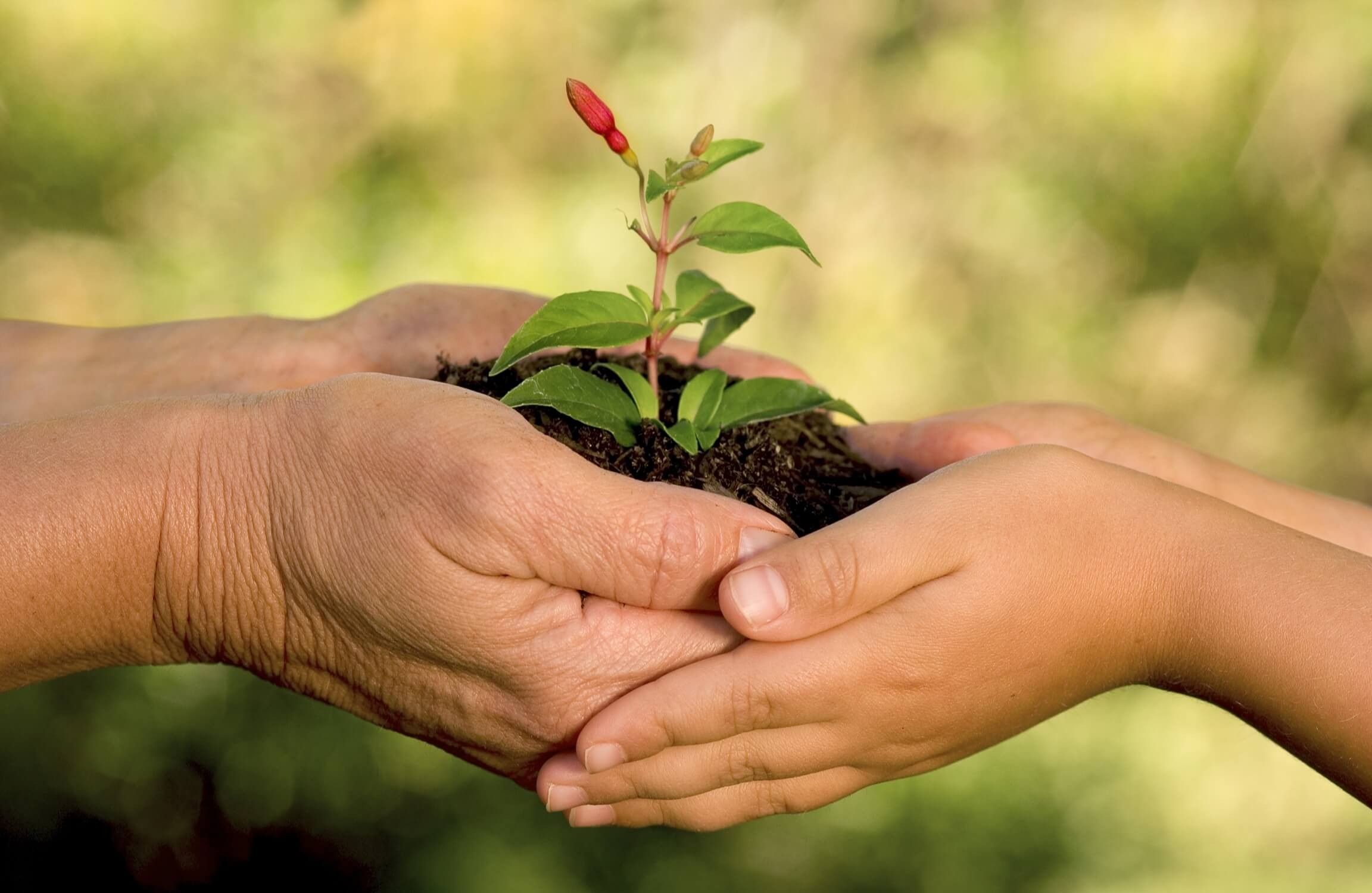 Vai trò của môi trường trong cuộc sống