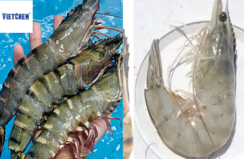 huong-dan-chon-mua-tom-su