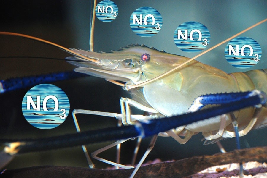 Nồng độ NO3 cao trong nước có thể gây ngộ độc ở cá, tôm