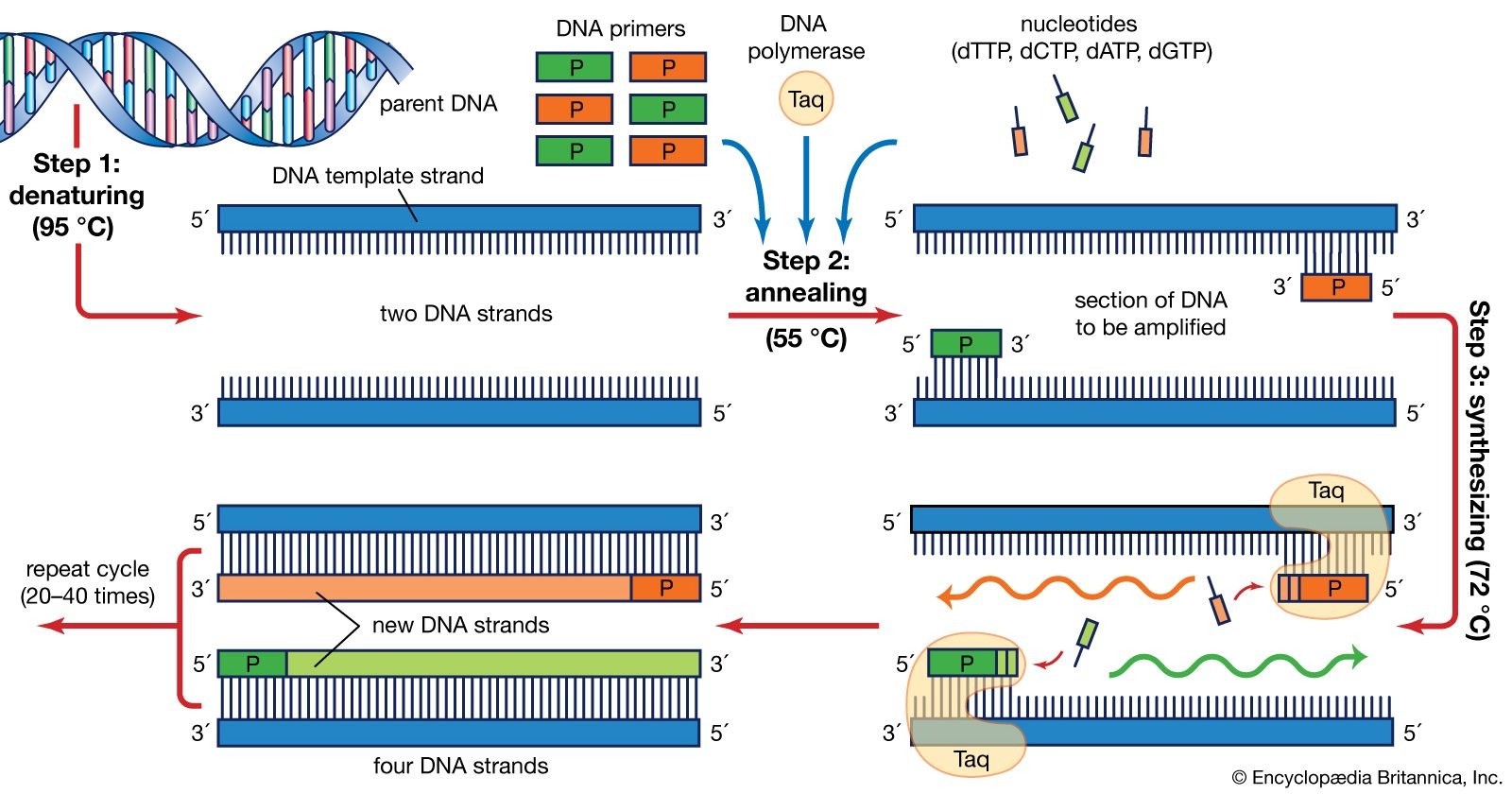 Các thành phần cơ bản trong phản ứng PCR