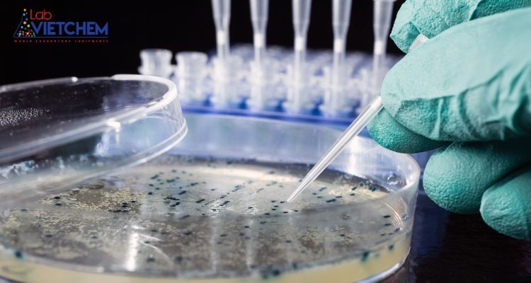 Văn hóa thuộc địa