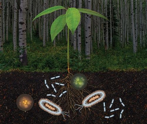 VI SINH VẬT NÀO ĐƯỢC ỨNG DỤNG TRONG NÔNG NGHIỆP?