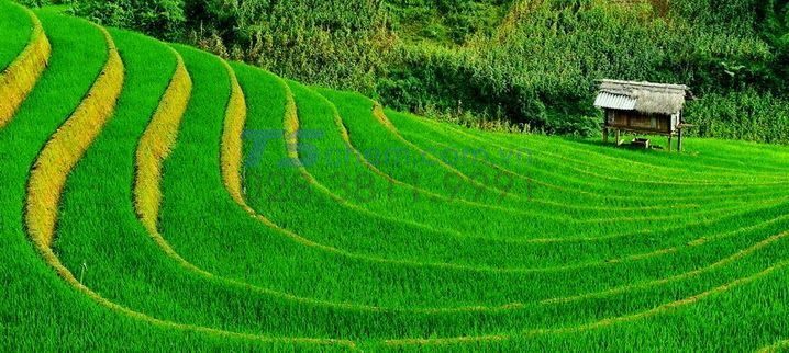 Ứng dụng phân hữu cơ vi sinh