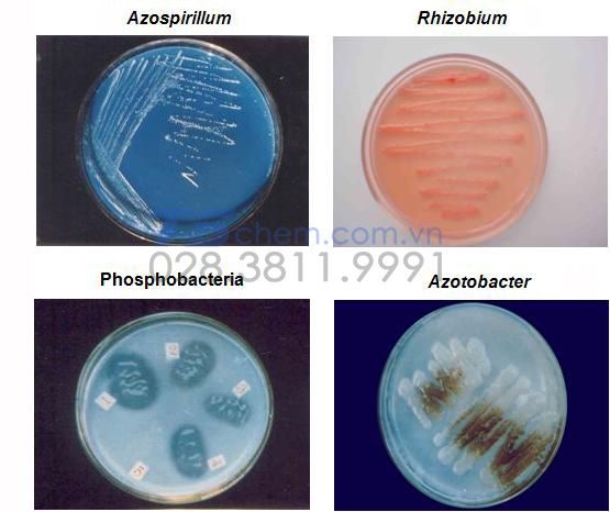 CÁC LOẠI TUYỆT VỜI CÓ LỢI ĐƯỢC TÌM THẤY TRONG PHÂN BÓN HỮU CƠ VI SINH