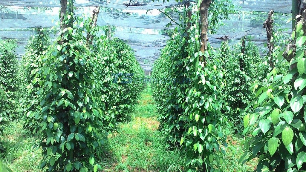 Chú ý khi bón phân để đạt hiệu quả cao