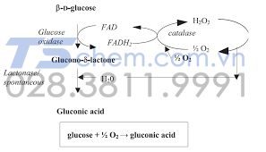 CHUẨN BỊ Axit Gluconic