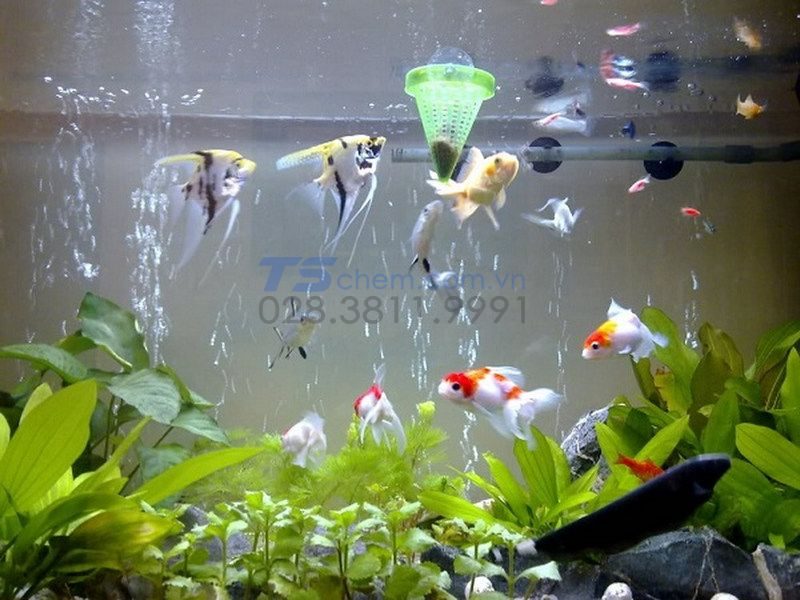 Ứng dụng quan trọng của KMNO4