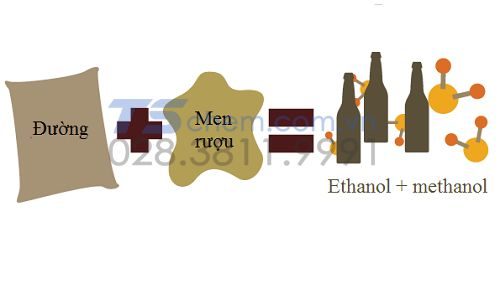 Sản xuất ethanol bằng phương pháp lên men