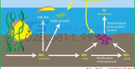 TÁC DỤNG CỦA NO3 ĐẾN SINH VẬT 
