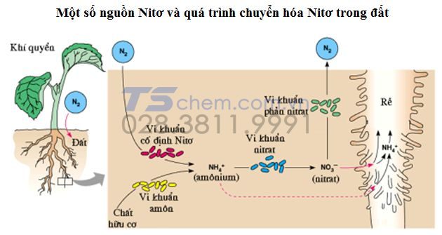 Nguồn gốc của NO3