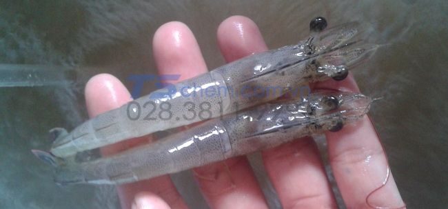 TÁC DỤNG CỦA NO2 ĐẾN TÔM CÁ 