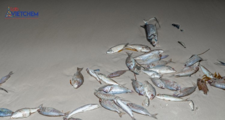 Tảo nở hoa quá mức làm giảm lượng oxy cho sinh vật biển