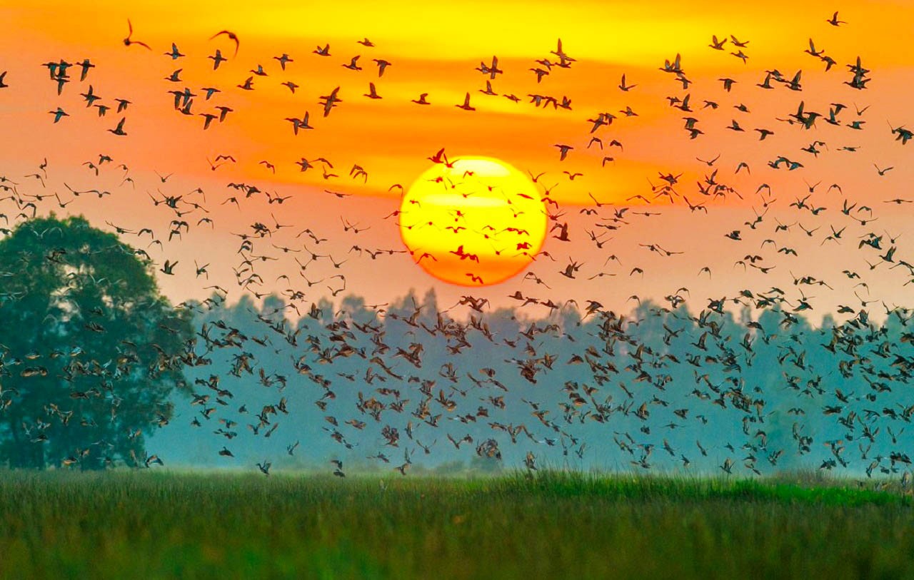 Vườn quốc gia Tràm Chim tại Đồng Tháp