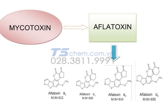 CÁC DẠNG AFLATOXIN VÀ CHUYỂN HÓA AFLATOXIN
