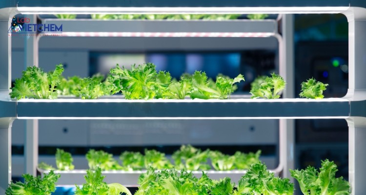 Sản phẩm EM kích thích cây nảy mầm