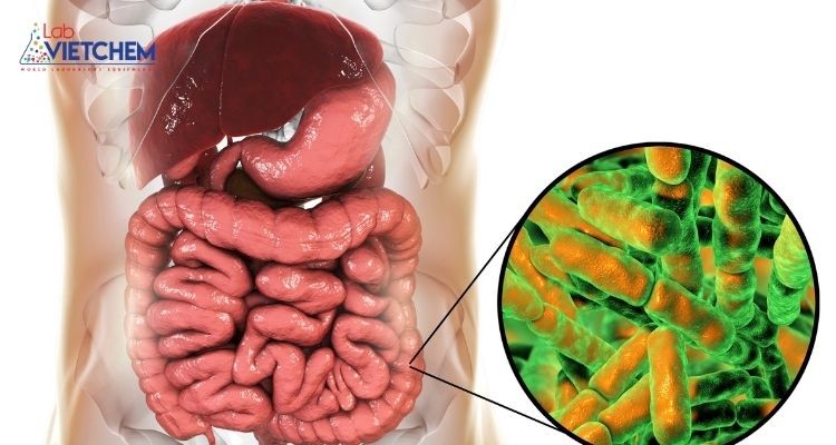 BaCO3 có thể gây hại cho hệ tiêu hóa